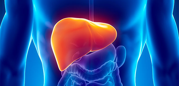 Powerful Support for Liver Health