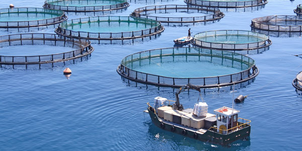 Another reason to avoid farmed fish