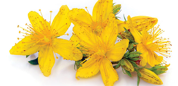 Herbs, Supplements and Prescription Drugs