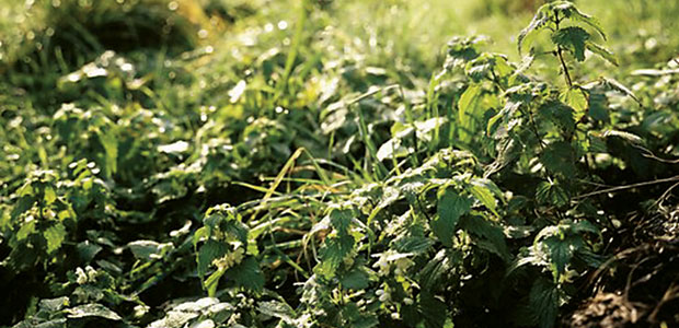 Nettles, Beyond the Sting