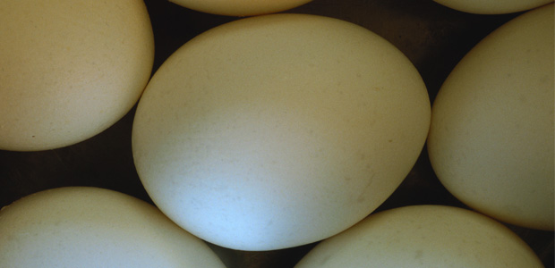 Cholesterol is No Monster