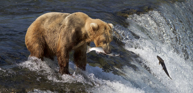 Wildlife Wednesday: Grizzly Bear