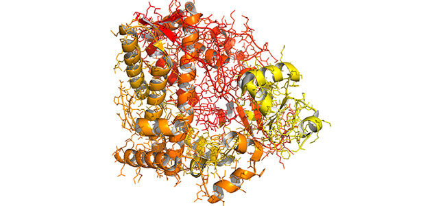 Why Eat Your Enzymes?