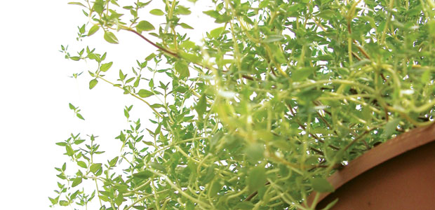 Take Thyme for Respiratory Health