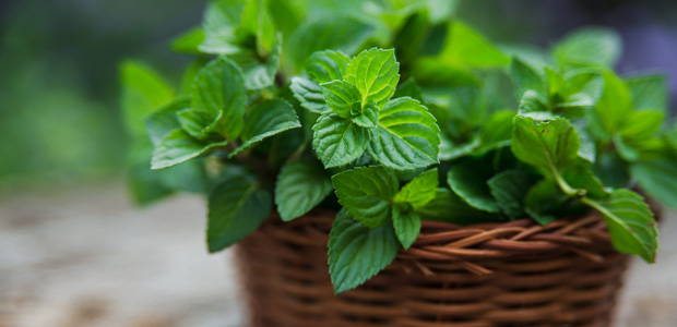 Treat Holiday Digestive Upsets, Naturally