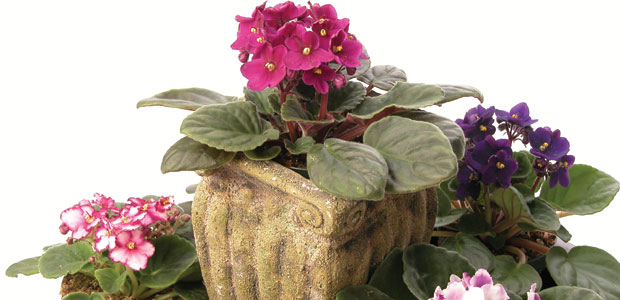 Life in the Great Indoors