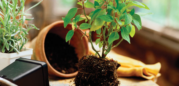 Fruitful Fertilizers