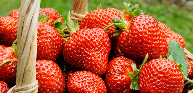Strawberries protect the stomach lining