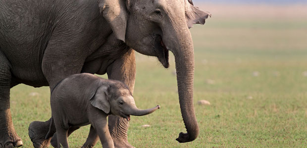 Wildlife Wednesday: Asian Elephant