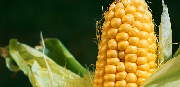 Genetics and the Basis of Biotechnology