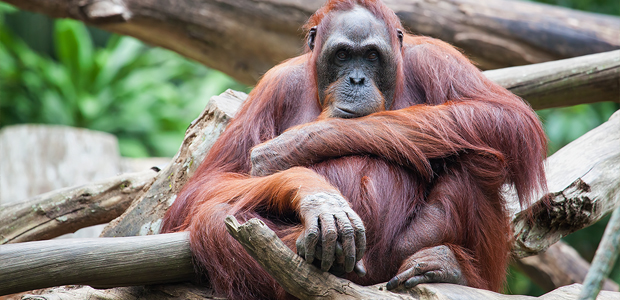 Wildlife Wednesday: Sumatran Orangutan