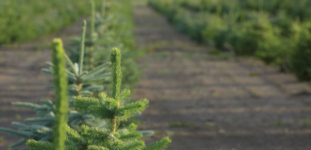 Dreaming of a Green Christmas