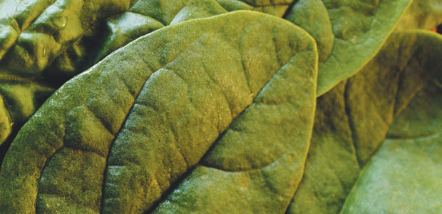 Enhancing Metabolism with Fibre