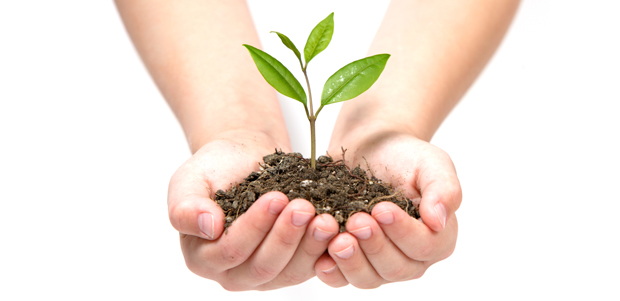 Grow Your Own Sprouts From Home