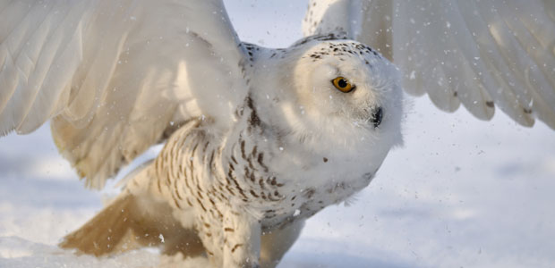 Wildlife Wednesday: Snowy Owl