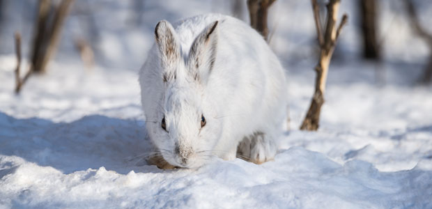 Wildlife Wednesday: Snowshoe Hare
