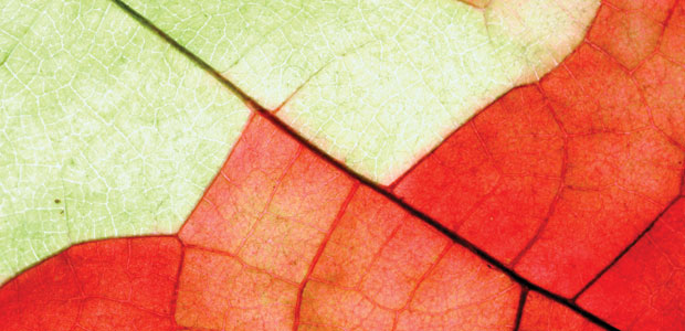 Diagnosis: Depression