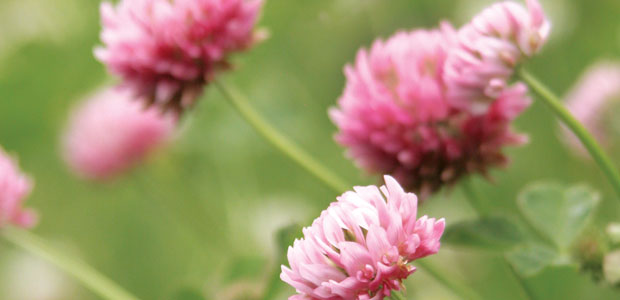 Hormonal Balancing Act