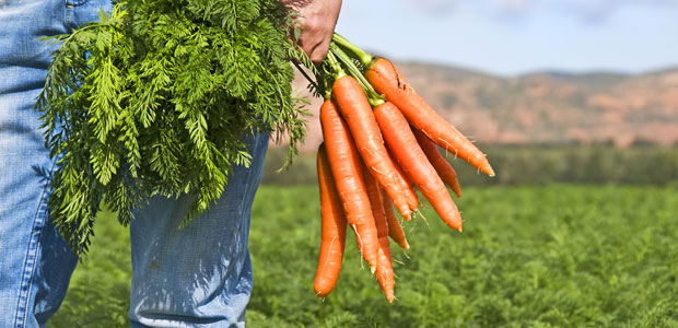 Richmond, BC, Bans the Growth of GM Crops