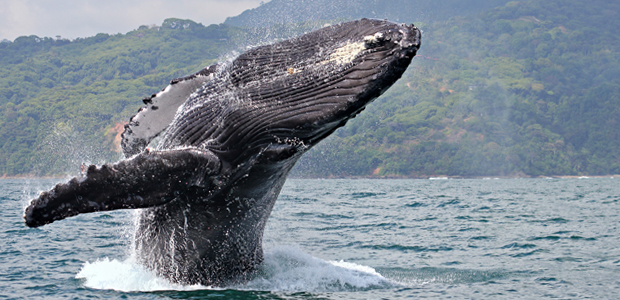 Wildlife Wednesday: Humpback Whale