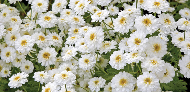 Feverfew