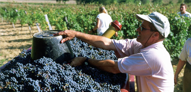 You’ve Heard It Through the Grapevine