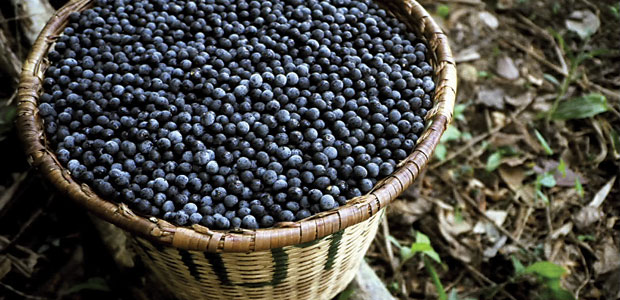 Ambrosia of the Amazon