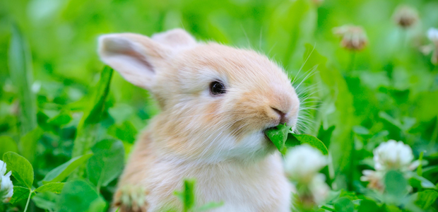 Kitchen Corner: Eat Your Greens!