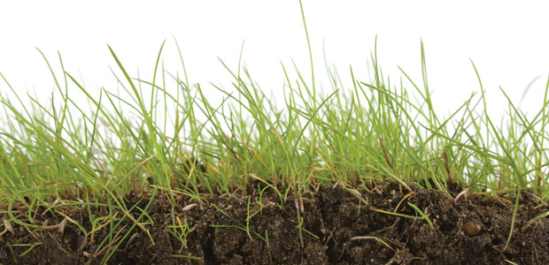 Grooming Your Grounds