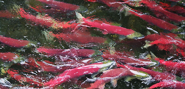 Sockeye Salmon Stocks Are In Widespread Decline