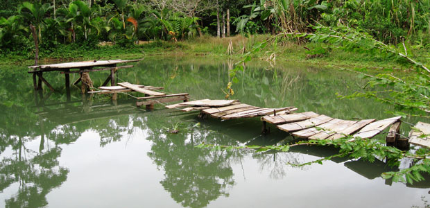 Why We Need to Protect the Rainforest