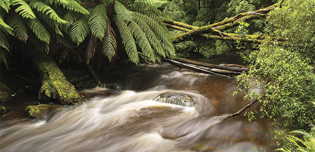 Nature and the Brain