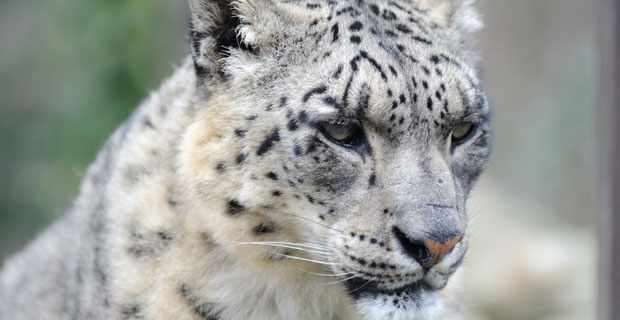Wildlife Wednesday: Snow Leopard