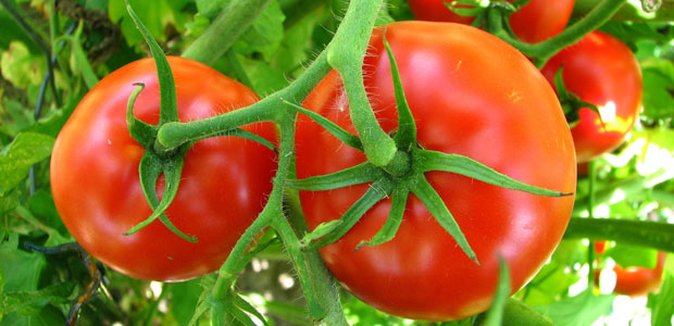 Organic Tomatoes Contain More Antioxidants, Says New Study