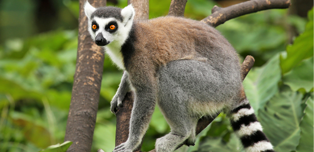 Wildlife Wednesday: Ring-Tailed Lemur