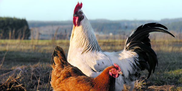 Choose only organic poultry – or none at all!