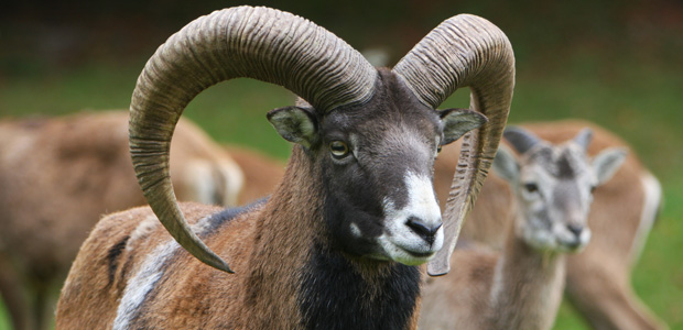 Wildlife Wednesday: Mouflon