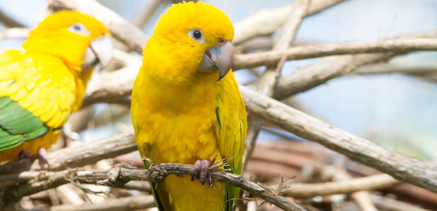 Wildlife Wednesday: Golden Parakeet