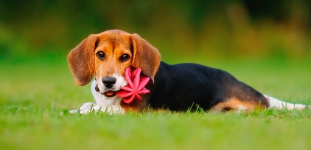 Dangers of the “Dog Days”