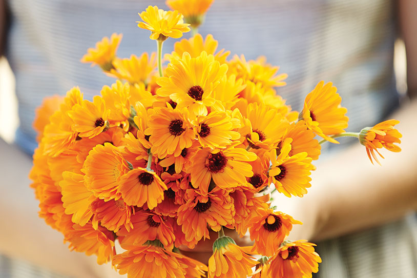 Nature's First Aid Kit