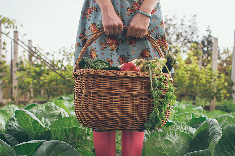 The Dirt on Gardening