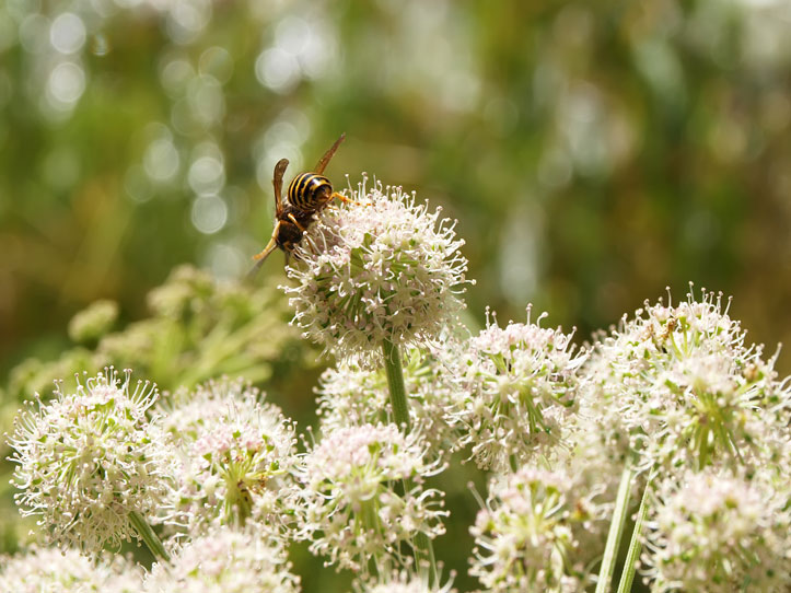 Plant a Pollinator-Friendly Garden