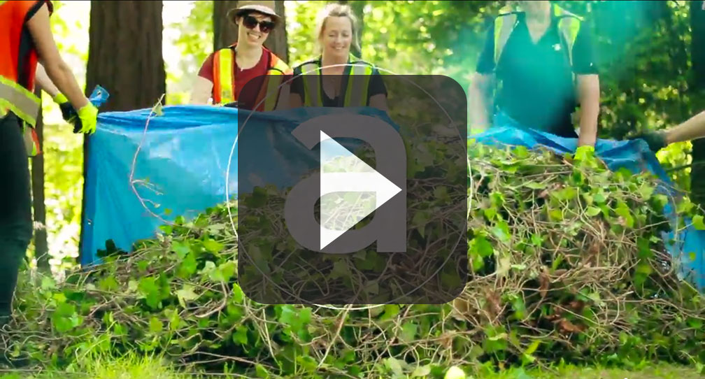 Stanley Park Ivy Pull with Genuine Health