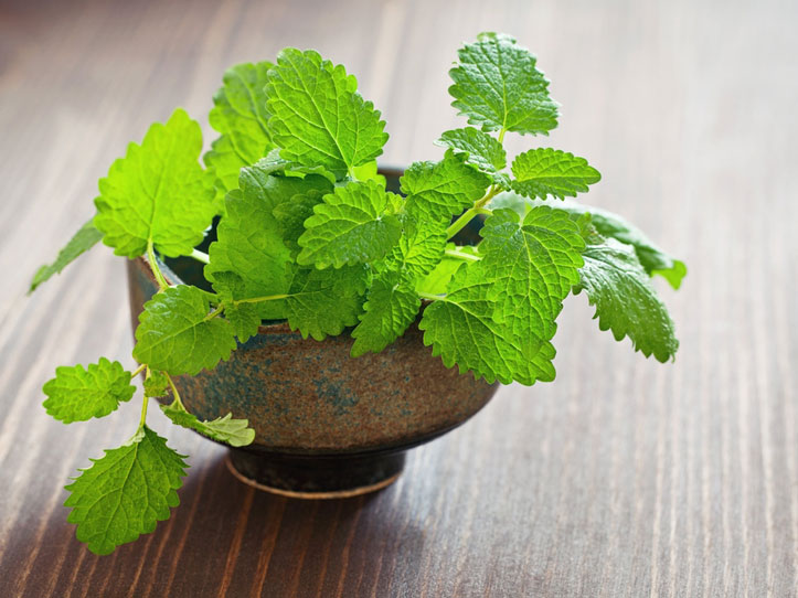 Lovely Lemon Balm