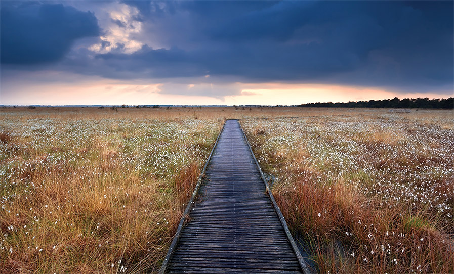 Help Protect Our Bogs