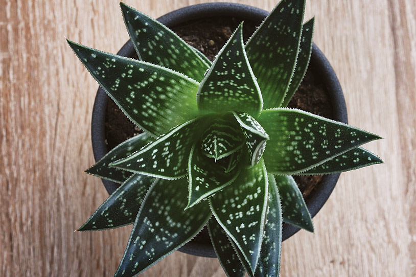 Mother Nature’s Air Purifiers