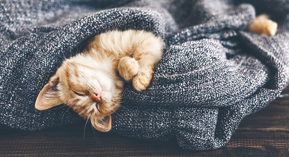 3 Natural Sleep Aids to Calm Your Busy Mind