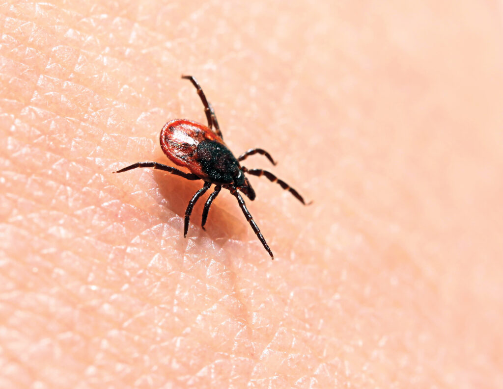 The Growing Threat of Lyme Disease