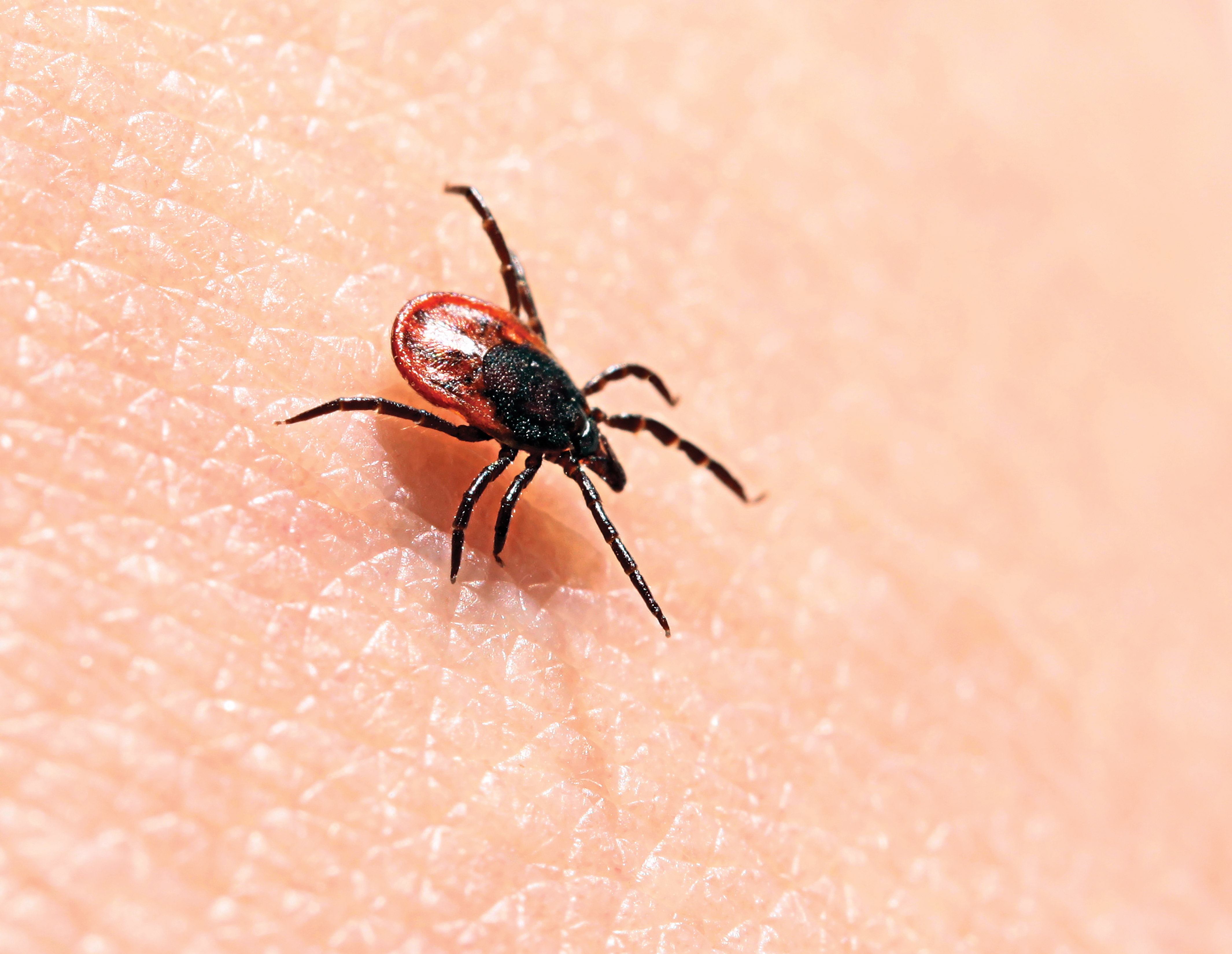 The Growing Threat of Lyme Disease