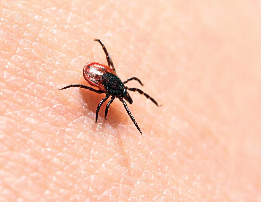 The Growing Threat of Lyme Disease
